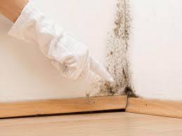 Best Black Mold Removal  in Liolnton, NC